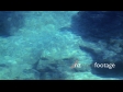 Shark 3 397